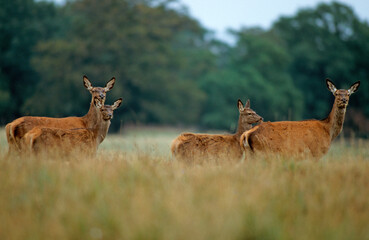 Cerf élaphe, biche, Cervus elaphus