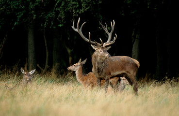 Cerf élaphe, Cervus elaphus, Cerf, biche