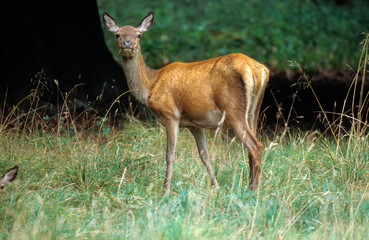 Cerf élaphe, biche, Cervus elaphus