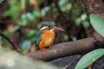 可愛いカワセミ（カワセミ科）。

日本国東京都文京区、小石川植物園にて。
2024年2月4日撮影。

Lovely Kingfisher (Alcedo atthis, family comprising kingfishers).

At Koishikawa botanical park, Bunkyo-ku, Tokyo, Japan,
photo by december 4, 2024.
