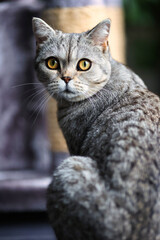 Cat, British Shorthair, Tabby in portraits..