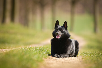Young female of schipperke is laying in grass. She has so nice face. She is so patient model.	
