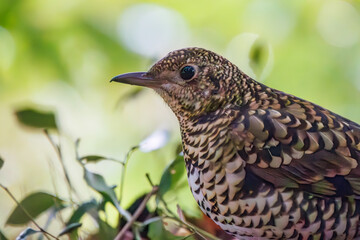 可愛いトラツグミ（ツグミ科）。

日本国東京都文京区、小石川植物園にて。
2024年2月4日撮影。

Lovely White's Thrush (Scaly Thrush, family comprising trushes).

At Koishikawa botanical park, Bunkyo-ku, Tokyo, Japan,
photo by december 4, 2024.
