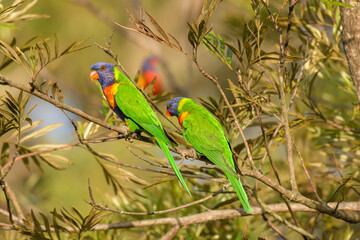 Rainbow lorikeet (Trichoglossus moluccanus) parrot, colorful small bird, pair of birds sitting on a tree branch in the park.