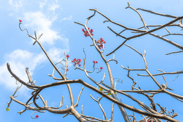 Snow covered tree branches against a blue winter sky
