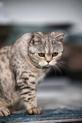 Cat, British Shorthair, Tabby in portraits..