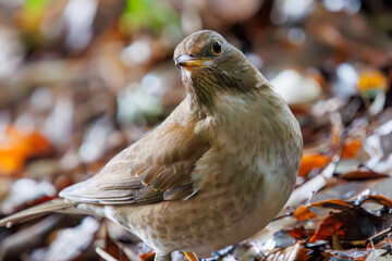 可愛いシロハラ（ヒタキ科）。

日本国東京都文京区、小石川植物園にて。
2024年2月4日撮影。

Lovely Pale Thrush (Turdus pallidus, family comprising thrushes).

At Koishikawa botanical park, Bunkyo-ku, Tokyo, Japan,
photo by december 4, 2024.
