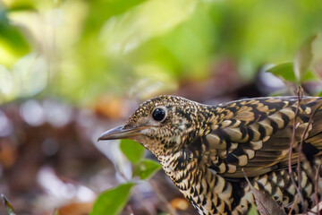 可愛いトラツグミ（ツグミ科）。

日本国東京都文京区、小石川植物園にて。
2024年2月4日撮影。

Lovely White's Thrush (Scaly Thrush, family comprising trushes).

At Koishikawa botanical park, Bunkyo-ku, Tokyo, Japan,
photo by december 4, 2024.
