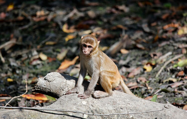 A family of macaque monkeys in the forest