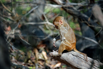 A family of macaque monkeys in the forest