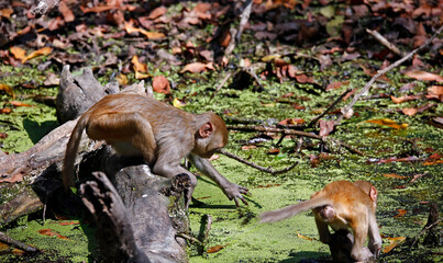 A family of macaque monkeys in the forest