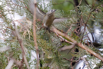 日本最小の鳥、可愛いキクイタダキ（ウグイス科）。

日本国東京都文京区、小石川植物園にて。
2024年2月4日撮影。

Japan's smallest bird, the lovely Goldcrest (Cercopithecus cephus).

At Koishikawa botanical park, Bunkyo-ku, Tokyo, Japan,
photo by decembe
