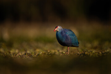 Grey-headed swamphen in wetland in Morning 