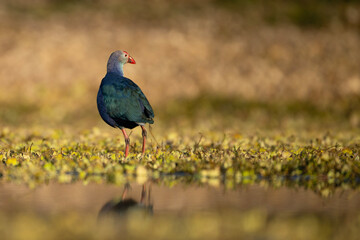 Grey-headed swamphen in wetland in Morning 