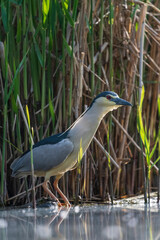 Night heron