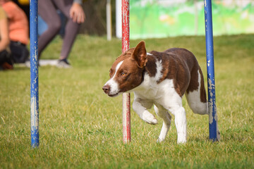 Dog is running slalom on his agility training on agility summer camp czech agility slalom.	