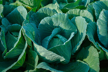 Obraz premium Freshly harvested cabbage.