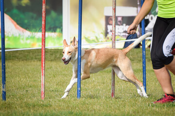 Dog is running slalom on his agility training on agility summer camp czech agility slalom.	