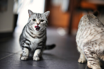 British Shorthair cat, in the apartment in portraits. Photo with wide aperture available light.