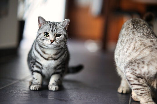 British Shorthair cat, in the apartment in portraits. Photo with wide aperture available light.
