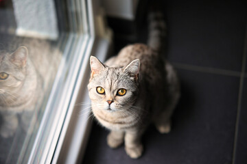 British Shorthair cat, in the apartment in portraits. Photo with wide aperture available light.