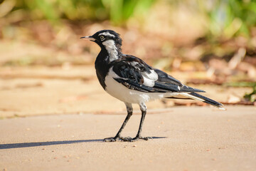 Magpie-lark (Grallina cyanoleuca) a small bird with black and white plumage, the animal stands on the ground in the park.