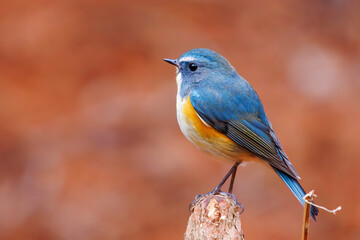 幸せの青い鳥、可愛いルリビタキ（ヒタキ科）。

日本国東京都文京区、小石川植物園にて。
2024年2月4日撮影。

A happy blue bird, the lovely Red-flanked Bluetail (Tarsiger cyanurus, family comprising flycatchers).

At Koishikawa botanical park, Bunkyo-k