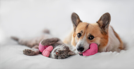 holiday valentine with cute couple of furry friends corgi dog and cat lying on white bed background with pink hearts symbols - 730212962