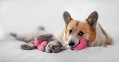  holiday valentine with cute couple of furry friends corgi dog and cat lying on white bed background with pink hearts symbols © nataba
