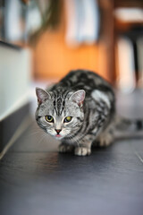 British Shorthair cat, in the apartment in portraits. Photo with wide aperture available light.