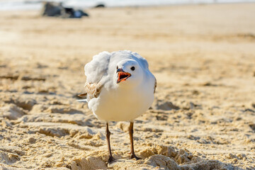 Silver gull (Chroicocephalus novaehollandiae), a medium-sized bird with white and gray plumage, the animal stands on a sandy beach by the sea.