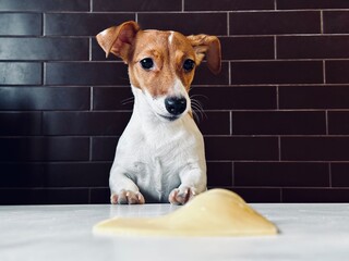 A dog trying to steal some bread. Cute dog sits at a table in kitchen near feeding plate and is looking towards camera.