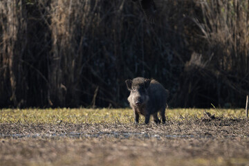 Wild boar in Wetland in Morning