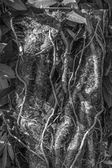 Im Garten und der Natur: Fotospaziergang im Juli 2023