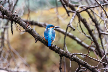 可愛いカワセミ（カワセミ科）。

日本国東京都文京区、小石川植物園にて。
2024年2月4日撮影。

Lovely Kingfisher (Alcedo atthis, family comprising kingfishers).

At Koishikawa botanical park, Bunkyo-ku, Tokyo, Japan,
photo by december 4, 2024.
