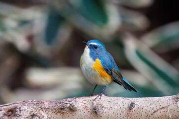 幸せの青い鳥、可愛いルリビタキ（ヒタキ科）。

日本国東京都文京区、小石川植物園にて。
2024年2月4日撮影。

A happy blue bird, the lovely Red-flanked Bluetail (Tarsiger cyanurus, family comprising flycatchers).

At Koishikawa botanical park, Bunkyo-k
