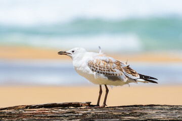 Silver gull (Chroicocephalus novaehollandiae), a medium-sized bird with white and gray plumage, the animal stands on an old stump by the sea.