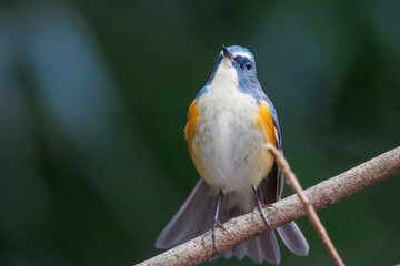 幸せの青い鳥、可愛いルリビタキ（ヒタキ科）。

日本国東京都文京区、小石川植物園にて。
2024年2月4日撮影。

A happy blue bird, the lovely Red-flanked Bluetail (Tarsiger cyanurus, family comprising flycatchers).

At Koishikawa botanical park, Bunkyo-k