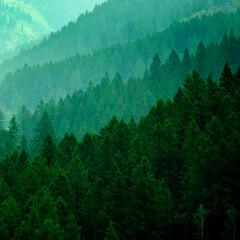 Lush Green Pine Forest in Wilderness Mountains Growth Light Valley