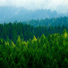 Stormy Forest in Mountains Clouds and Fog Weather