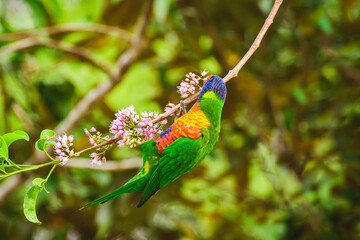 Rainbow lorikeet (Trichoglossus moluccanus) parrot, colorful small bird, animal sits high on a tree branch and eats blooming flowers.