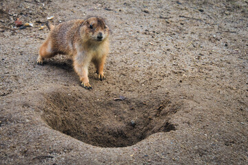 Präriehund - Erdhörnchen - Nagetier - Pelz - Pelzig - Tier - Animal - Cute Prairie Dog - Family - Groundhog - Genus Cynomys - Close Up - Meadow - High quality photo	