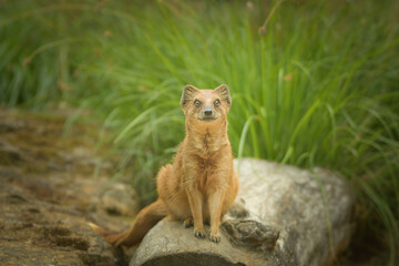 Obraz premium A mongoose is sitting in its enclosure at the zoo. Summer sunny day at the zoo. Happy animal in captivity 