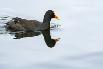 Common moorhen (Gallinula chloropus) a medium-sized water bird with black plumage and a red beak, the animal swims on the calm water of the pond.