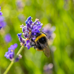 Im Garten und der Natur: Fotospaziergang im Juli 2023