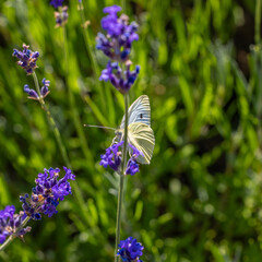 Im Garten und der Natur: Fotospaziergang im Juli 2023