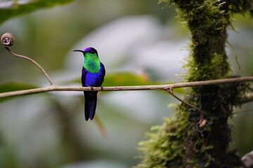 The crowned woodnymph or violet-crowned woodnymph (Thalurania colombica) is a species of hummingbird in the 