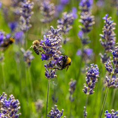 Im Garten und der Natur: Fotospaziergang im Juli 2023