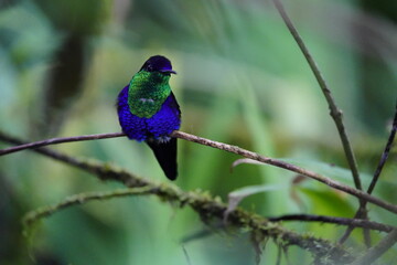 The crowned woodnymph or violet-crowned woodnymph (Thalurania colombica) is a species of hummingbird in the 