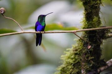 The crowned woodnymph or violet-crowned woodnymph (Thalurania colombica) is a species of hummingbird in the 